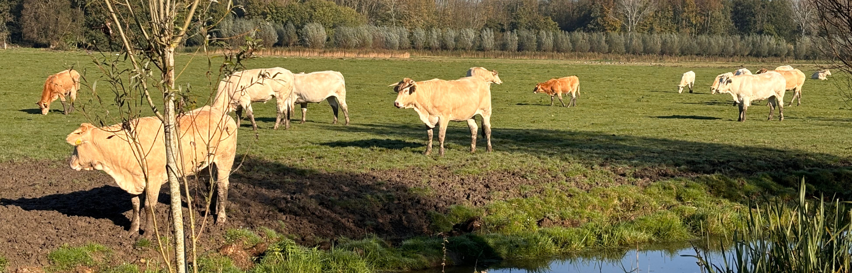 Mest Duurzame oplossing voor mest